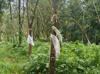 Residential Land for Sale in Kollam, Kottiyam, Thazhuthala, Nallila