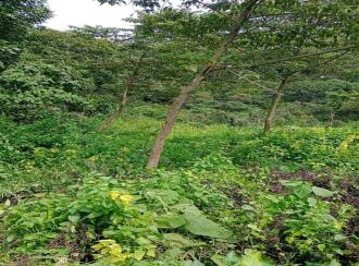 Residential Land for Sale in Idukki, Kuttikanam, Kuttikanam, 60m Palace Avenue Hill Resort - Kuttikkanam Hotels