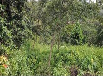 Residential Land for Sale in Idukki, Kuttikanam, Kuttikanam, 60m Palace Avenue Hill Resort - Kuttikkanam Hotels
