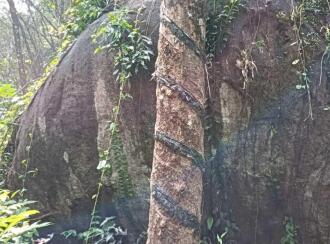 Residential Land for Sale in Ernakulam, Muvattupuzha, Arakuzha, Meenkunnam road