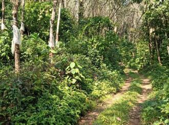 Residential Land for Sale in Ernakulam, Muvattupuzha, Arakuzha, Meenkunnam road