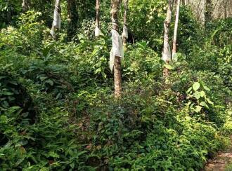 Residential Land for Sale in Ernakulam, Muvattupuzha, Arakuzha, Meenkunnam road