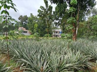 Agricultural Land for SaleErnakulam, Kothamangalam, Parikanni