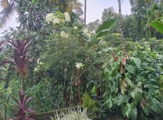 Agricultural Land for Sale in Ernakulam, Kothamangalam, Parikanni, 1.5 km from Oonnukal town