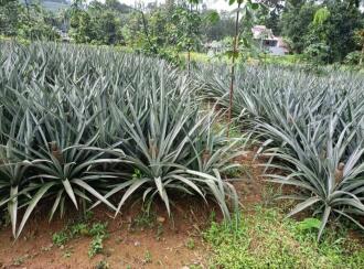 Agricultural Land for Sale in Ernakulam, Kothamangalam, Parikanni, 1.5 km from Oonnukal town