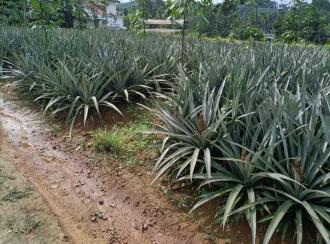 Agricultural Land for Sale in Ernakulam, Kothamangalam, Parikanni, 1.5 km from Oonnukal town