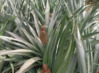 Agricultural Land for Sale in Ernakulam, Kothamangalam, Parikanni, 1.5 km from Oonnukal town