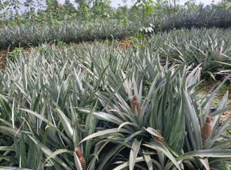 Agricultural Land for Sale in Ernakulam, Kothamangalam, Parikanni, 1.5 km from Oonnukal town