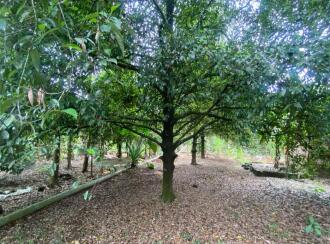 Residential Land for Sale in Ernakulam, Aluva, Kanjoor, Kallumkootam Road