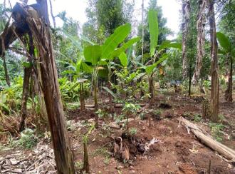 Residential Land for Sale in Ernakulam, Aluva, Kanjoor, Kallumkootam Road