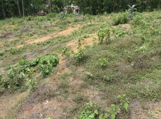 വാസയോഗ്യമായ ഭൂമി വില്പനയ്ക്ക് Pathanamthitta, Kozhencherry, Ayroor, Cherukolpuzha, Kozhenchery, Ranni, Kumbanadu