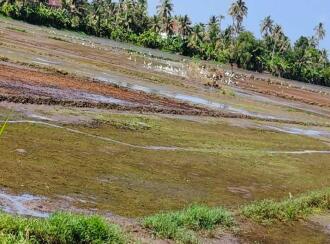 Agricultural Land for Sale in Alleppey, Ambalapuzha, Ambalapuzha, Thakazhy