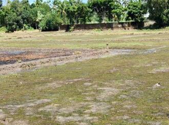 Agricultural Land for Sale in Alleppey, Ambalapuzha, Ambalapuzha, Thakazhy