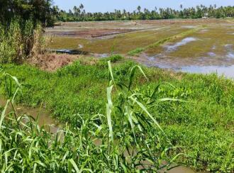 Agricultural Land for Sale in Alleppey, Ambalapuzha, Ambalapuzha, Thakazhy
