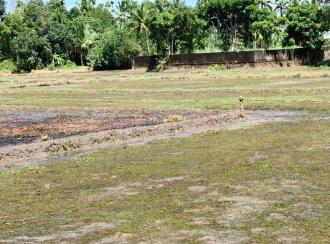 Agricultural Land for Sale in Alleppey, Ambalapuzha, Ambalapuzha, Thakazhy