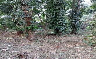 Residential Land for Sale in Thrissur, Thrissur, Nadathara, Farm road