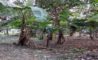 Residential Land for Sale in Thrissur, Thrissur, Nadathara, Farm road