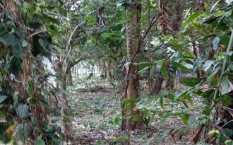 Residential Land for Sale in Thrissur, Thrissur, Nadathara, Farm road