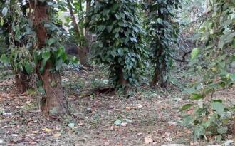 Residential Land for Sale in Thrissur, Thrissur, Nadathara, Farm road