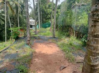Residential Land for Sale in Trivandrum, Nedumangad, Aryanad, Pezhummoodu- Aryanad