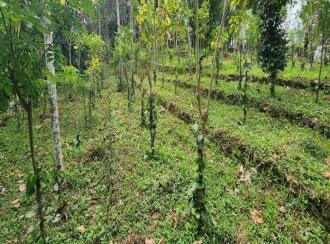 Residential Land for Sale in Kottayam, Erattupetta, Maniyamkunnu, Sacred Heart Church