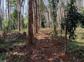 Residential Land for Sale in Palakkad, Vadakkencherry, Palakuzhy