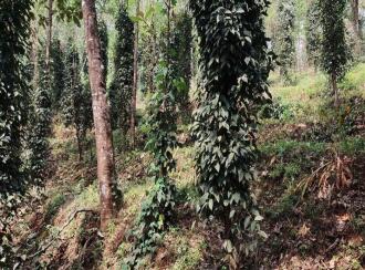 Residential Land for Sale in Palakkad, Vadakkencherry, Palakuzhy