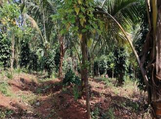 Residential Land for Sale in Palakkad, Vadakkencherry, Palakuzhy