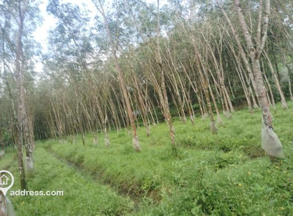 Agricultural Land for Sale