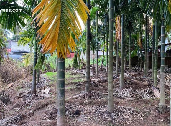 Commercial Land for Sale