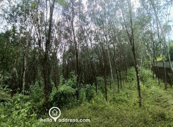കൃഷി ഭൂമി വില്പനയ്ക്ക് 