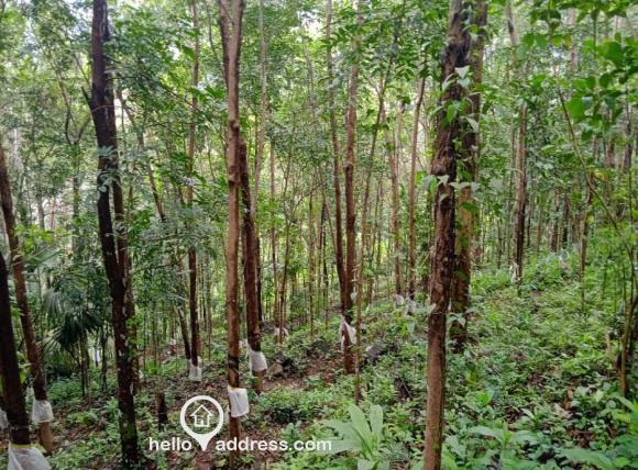 കൃഷി ഭൂമി വില്പനയ്ക്ക് 