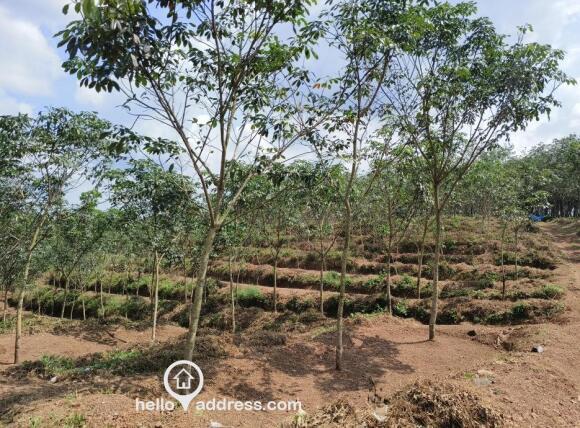 Agricultural Land for Sale