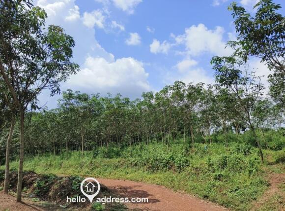 Road access to plantation