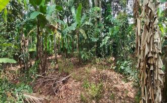 Residential Land for SaleKottayam, Manarcadu, Manarcadu