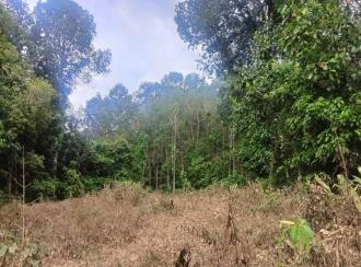 Residential Land for SaleKottayam, Pala, Parappally