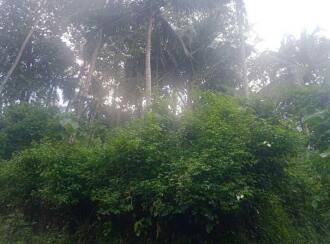 Residential Land for Sale in Kannur, Thalassery, Peringalam