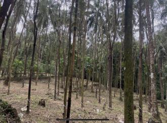 Residential Land, Kozhikode