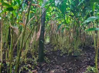 Residential Land for Sale in Idukki, Kumily, Amaravathi