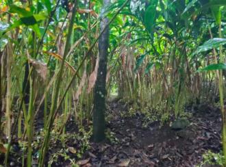 Residential Land for Sale in Idukki, Kumily, Amaravathi