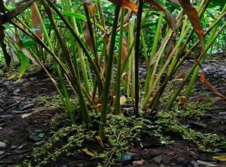 Residential Land for Sale in Idukki, Kumily, Amaravathi