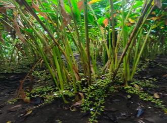 Residential Land for Sale in Idukki, Kumily, Amaravathi