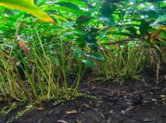 Residential Land for Sale in Idukki, Kumily, Amaravathi