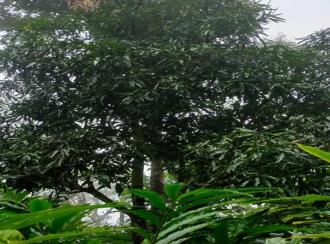 Residential Land for Sale in Idukki, Kumily, Amaravathi