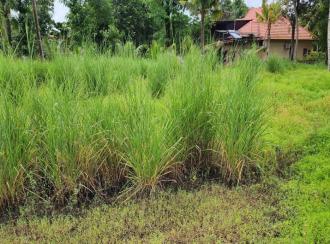 Residential Land for Sale in Alleppey, Mavelikara, Cherukole