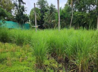Residential Land for Sale in Alleppey, Mavelikara, Cherukole