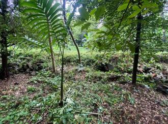 Residential Land for Sale in Ernakulam, Angamaly, Mookkannoor