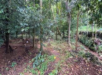 Residential Land for Sale in Ernakulam, Angamaly, Mookkannoor