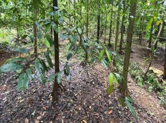 Residential Land for Sale in Ernakulam, Angamaly, Mookkannoor