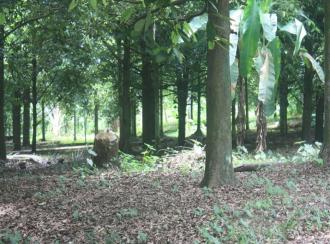 Residential Land for Sale in Thrissur, Koratty, Thirumudikunnu